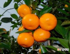 【盆栽】阳台盆栽蜜橘为什么难挂果