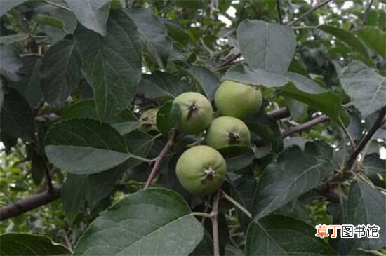 【生长】苹果的生长过程是什么，六个阶段直至成熟