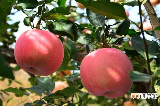 【生长】苹果的生长过程是什么，六个阶段直至成熟