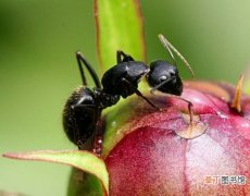 【花盆】花盆里有蚂蚁怎么办：三招帮您搞定