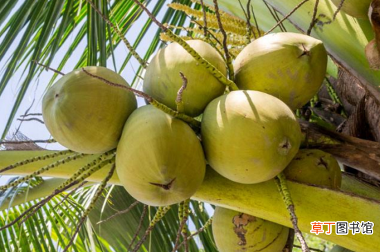 【热性】椰子热性还是凉性水果