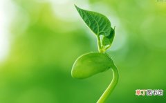 【肥料】“油脂”是养花的好肥料吗