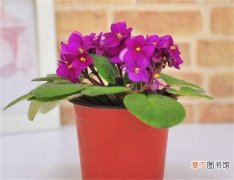 【兰花】紫罗兰花的养殖方法，4个步骤教你养殖美丽的紫罗兰花