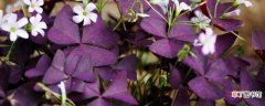 【养殖方法】紫叶酢浆草的养殖方法