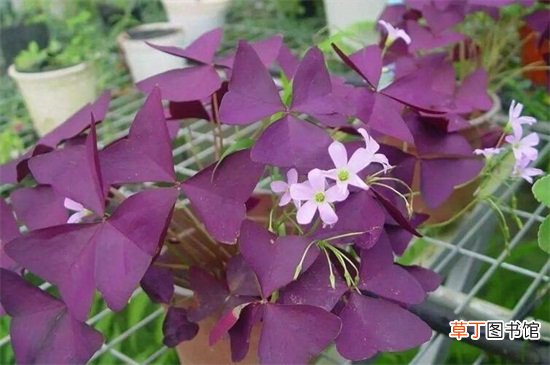 【养殖方法】紫叶酢浆草的养殖方法