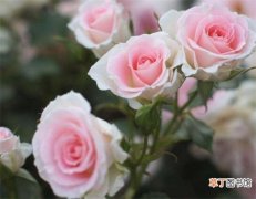 【粉玫瑰】粉玫瑰代表什么意思，代表爱的宣言/初恋懵懂
