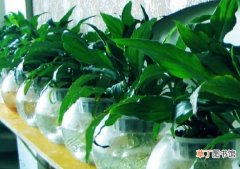 【植物】植物对水的吸收及利用-植物科普