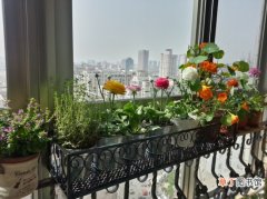 【花】安装阳台花架要注意哪些安全问题