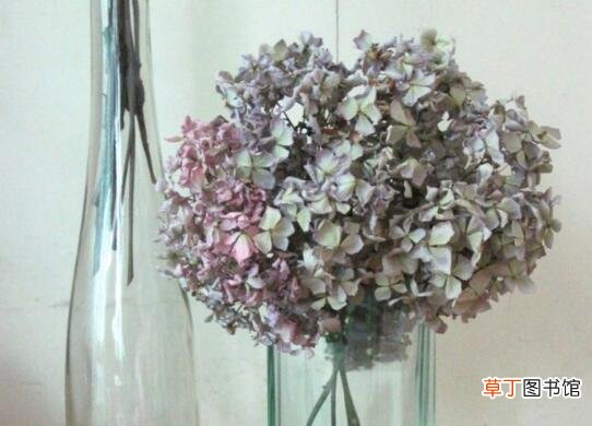 【花瓶】绣球花怎么在花瓶里养，5个技巧让绣球花枝存活超一周