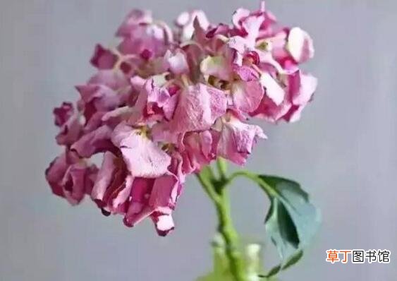 【花瓶】绣球花怎么在花瓶里养，5个技巧让绣球花枝存活超一周