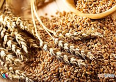 小麦属于粗粮还是细粮?小麦的热量高不高?