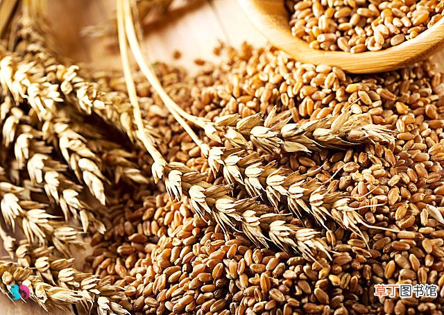 小麦属于粗粮还是细粮?小麦的热量高不高?