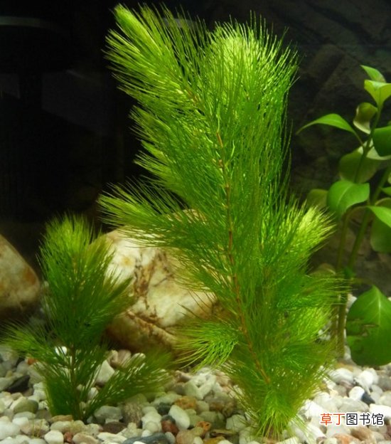 【植物】金鱼藻是什么植物：是一种沉水性多年生水草