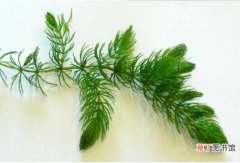 【植物】金鱼藻是什么植物：是一种沉水性多年生水草