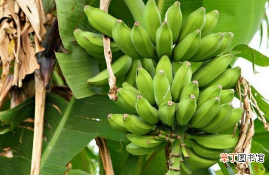 【草本植物】香蕉是木本植物吗：香蕉是草本植物