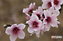 【夏天】桃花是夏天开的吗 ，桃花的花期为3～4月/6～9月结果