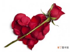 【红玫瑰】一支玫瑰花代表什么：一支红玫瑰代表情有独钟，你是唯一