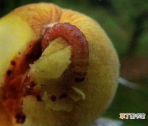 【病虫害】桃树病虫害防治：早发现早治疗，对症下药
