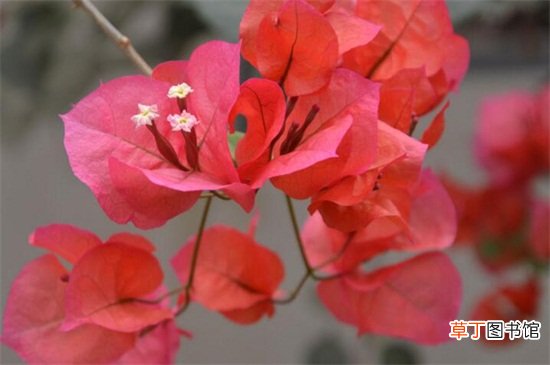 【花】深圳市花是什么