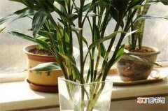【富贵竹】水养富贵竹放盐适量，可抑制细菌使其旺盛