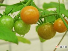 【杂交】小番茄是转基因的吗：不是，它是通过杂交育种优选出来的品种