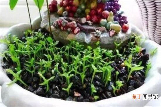 【种子】火龙果的种子怎么种盆栽，六个步骤播种出美味的火龙果
