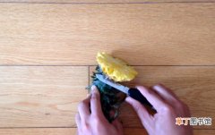 【盆栽】如何在家种菠萝盆栽：菠萝避免选择过度成熟或叶子枯萎的菠萝