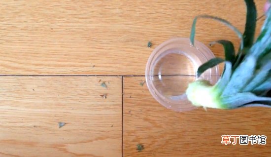 【盆栽】如何在家种菠萝盆栽：菠萝避免选择过度成熟或叶子枯萎的菠萝