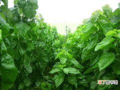 【种植】四季豆种植技术：地块选择,施肥很重要