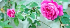 【繁殖】玫瑰花的繁殖方法