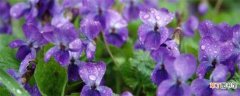 【品种】紫罗兰有哪些品种