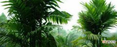 【棕榈】12种常见棕榈科植物