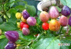 【栽培】五色椒有哪些特性，怎样栽培