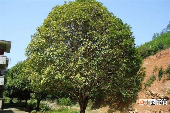 【桂花树】价值300万的桂花树图，是60公分以上的丹桂树