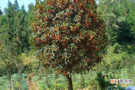 【桂花树】价值300万的桂花树图，是60公分以上的丹桂树