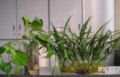 【植物】水养植物烂根的原因分析和处理方法