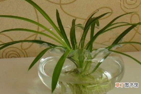 【植物】家庭自制植物营养液