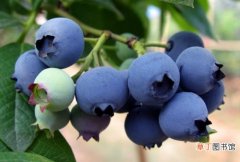 【结果】蓝莓几年结果：一般在第二年少量结果,第三年大量结果