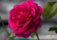 【月季】怎样区别月季、蔷薇和玫瑰