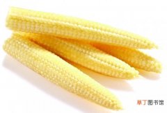 【玉米】玉米笋是什么：玉米笋是属于玉米的一种