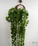 【植物】怎样制作蕨类植物壁挂