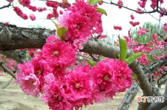 【品种】观赏桃花的品种：各品种的介绍图文