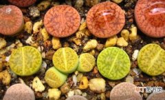 【种植方法】生石花的种植方法：注意日常养护