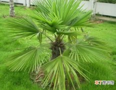 【生长】棕榈生长好坏的关键是什么：足够的光照和通风