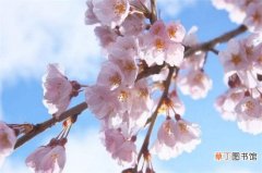 【象征意义】樱花的象征意义，热烈和高尚的品质