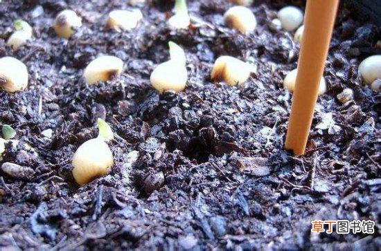 【种子】君子兰种子种植方法和注意事项，种子需浸泡后及时播种