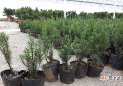 【种植】曼地亚红豆杉怎么种植，五个技巧帮你培育出美丽的红豆杉
