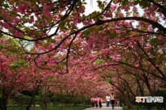 【植物】重庆南山植物园樱花：每年春天都举办樱花节