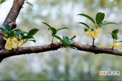 【栽培】桂花树的栽培技术：喜湿润、光照充足的环境，忌积水