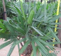 【棕竹】盆栽棕竹需注意些什么